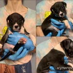 Фото №9 Американский булли, щенки xl, стандарт, классик