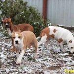 Фото №3 Щенки американского стаффордширского терьера