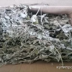 Фото №2 Дикая луговая мята. Цена за 100 грамм.