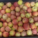 Фото №6 Яблоки Гала оптом от фуры.