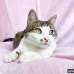 Фото №5 Не просто кошка - королева в добрые руки