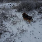 Фото №2 Выгул собаки  Шелти 4 года