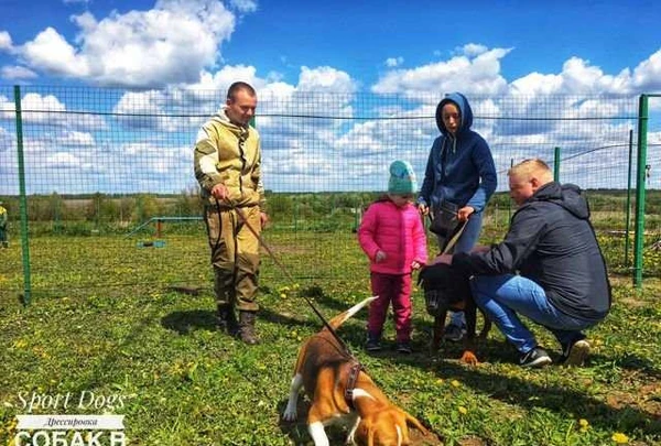 Фото Дрессировка собак