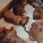 Фото №4 Щенки немецкого пинчера