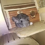 Фото №3 Шиншилла