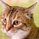 Фото №3 Кругленькая очаровашка кошка Шерочка в дар