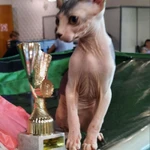 Фото №9 ЛАСКОВЫЕ И НЕЖНЫЕ КОТОДЕТКИ
