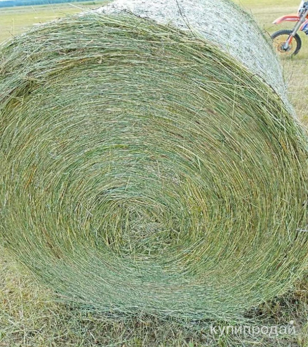 Фото Сено сеяное