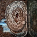 Фото №9 Королевский питон