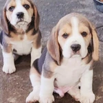 Фото №2 Биглята