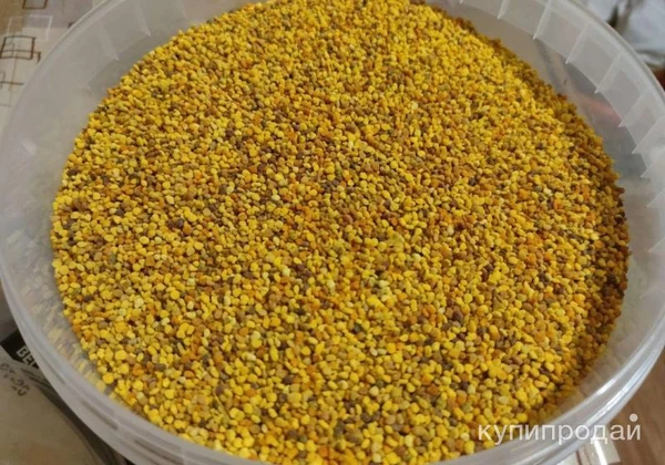 Фото Пыльца пчелиная 2024