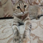 Фото №4 Отдам в добрые руки