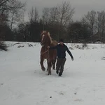 Фото №7 Лошадь тежеловоз