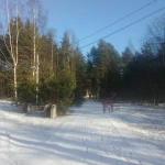 Фото №7 ПРОШЛО 2 ГОДА. Спил деревьев - КОМАРОВО. (Зеленогорск) 