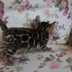 Фото №7 Бенгальские котята - мальчики и девочки