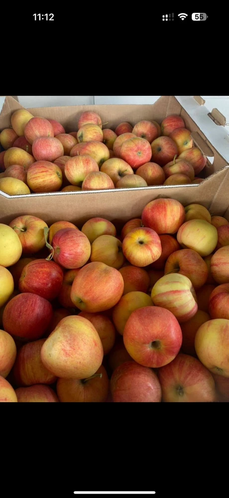 Фото Яблоки оптом