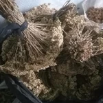 Фото №4 Тысячелистник. Цена за 100 грамм.