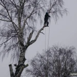 Фото №4 ВАЛКА СПИЛ ДЕРЕВЬЕВ. РАСЧИСТКА УЧАСТКОВ. В УСЛОВИЯХ ОГРАНИЧЕННОГО ПРОСТРАНСТВА.