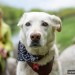 Фото №6 Собачка Луна в добрые руки