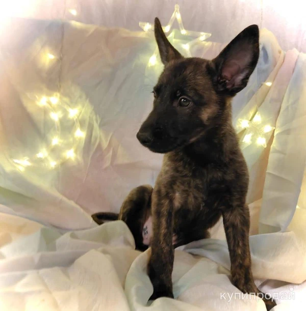 Фото Щенки голландской овчарки