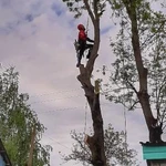 Фото №3 Спилить дерево.Удаление деревьев.Арбористика