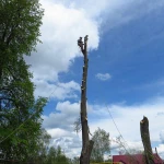Фото №3 Спил деревьев ЛЮБОЙ СЛОЖНОСТИ