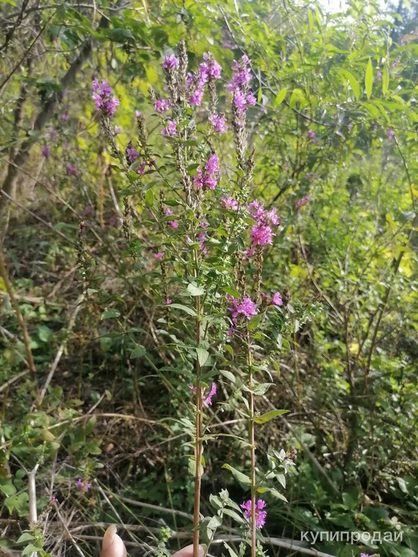 Фото Дербенник иволистный . Цена за 100 грамм. .