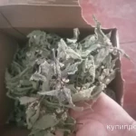 Фото №3 Крапива глухая (мертвая) белая.