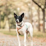 Фото №3 Красавица Грея в поисках дома и хозяина