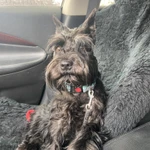 Фото №5 Щенки цвергшнауцера