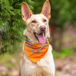 Фото №2 Щенок в добрые руки.