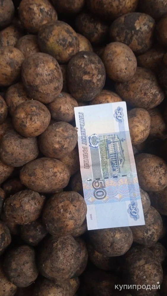 Фото Картофель от производителя