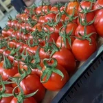 Фото №2 Помидоры оптом из Турции