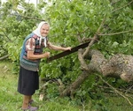 фото Спил деревьев и поросли. Вывоз и утиллизация