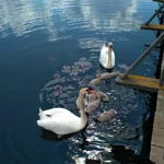 Фото №5 Беларусь. Жилой кирпичный дом на берегу озера.