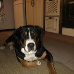 Фото №7 Большой Швейцарский Зенненхунд