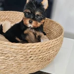 Фото №2 И́оркширские щенки