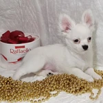 Фото №2 Чихуахуа, снежный мальчик