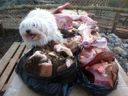Фото Передержка собак всех пород и кошек
