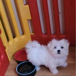 Фото №7 Мальтезе. Щенки Мальтийской болонки. РКФ