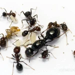 Фото №2 Муравьи жнецы и другие