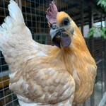 Фото №3 ия лакеданзи. Доставка