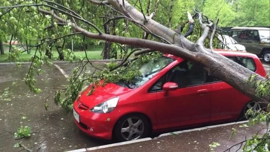 Фото Спил деревьев. Расчистка. Благоустройство