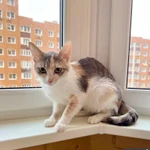 Фото №5 Лика - нежная, теплая, добрая кошка в добрые руки