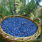 Фото №3 Ягоды можжевельника. Цена за 100 грамм. .