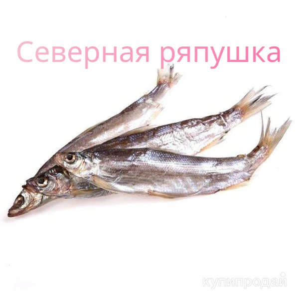 Фото Продажа рыбы, отсылаю в любой регион , цена от 1000 до 2000 за кг