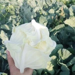 Фото №3 цветная капуста