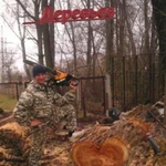 Профессиональный спил деревьев в Ростове на Дону