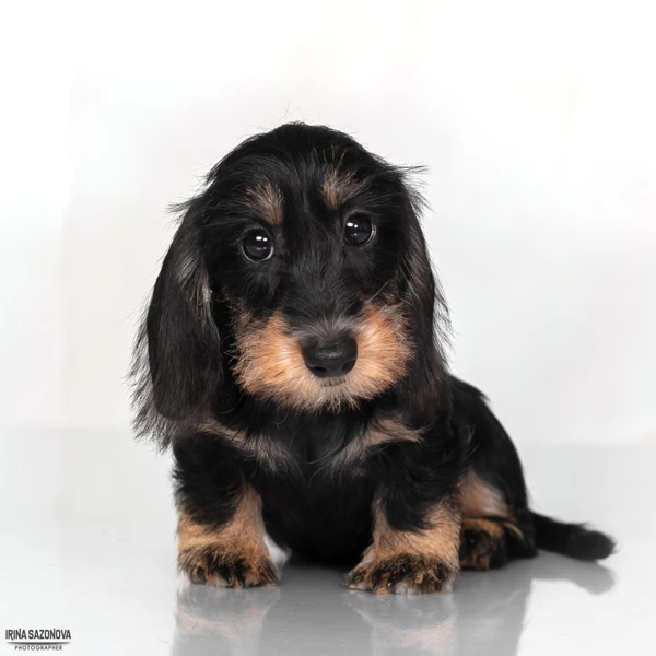 Фото Такса жесткошерстная - щенки таксы, питомник