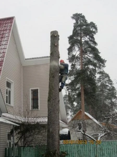 Фото Удаление деревьев. Расчистить участок.